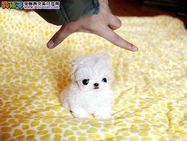 给马尔济斯犬喂食物的好意见