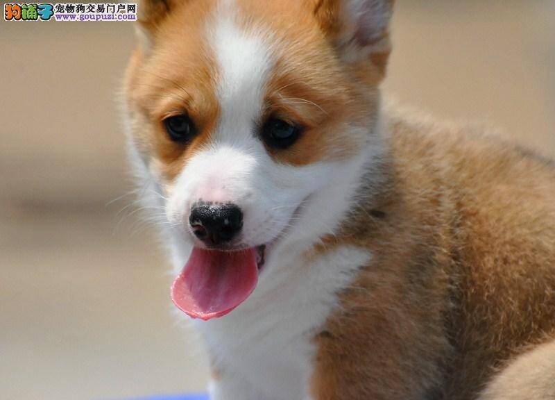 最近我们发现柯基犬的眼睛里有血丝没事吧