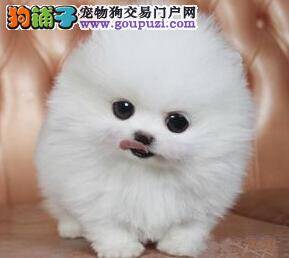 博美犬患上胃炎总吐应如何治疗