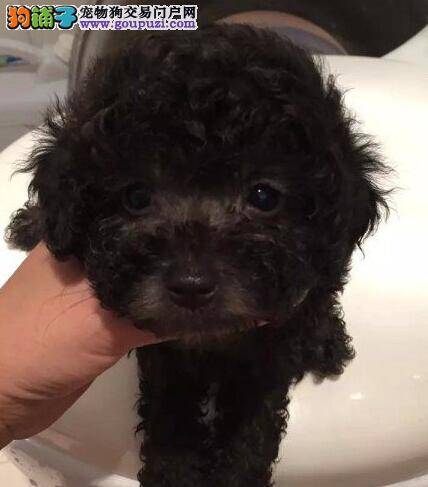 贵宾犬最近总流鼻涕是怎么了