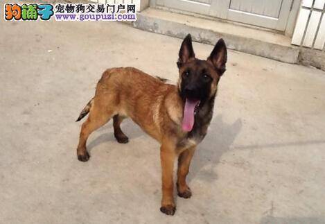 增进主人与马犬亲密关系的重要方法——遛狗