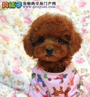 泰迪犬吃完驱虫药肚子痛该怎么办