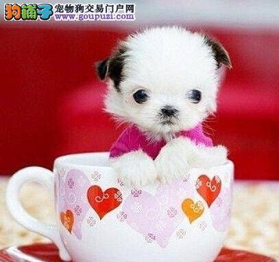 观察茶杯犬的呕吐物，识别出它的健康情况