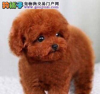 给泰迪犬吃什么肉对身体好