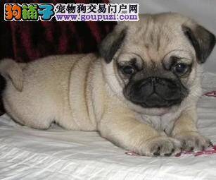 巴哥犬面部和肚子上长痘痘是什么东西