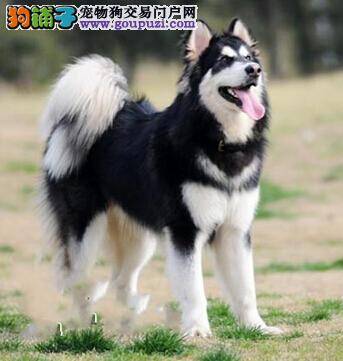 驱虫良方 怎样给阿拉斯加犬幼犬驱除寄生虫