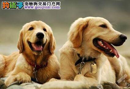 找到患病原因 有效缓解金毛犬的抑郁症