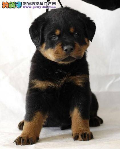 罗威纳犬没吃饭，发烧鼻子干应怎么治疗它