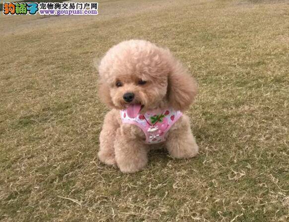 精选优秀贵宾犬需要注意的几个头部特征