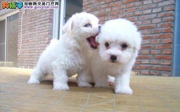 马尔济斯犬什么时候注射疫苗好