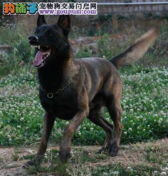 主观分析马犬掉毛的正常与非正常原因