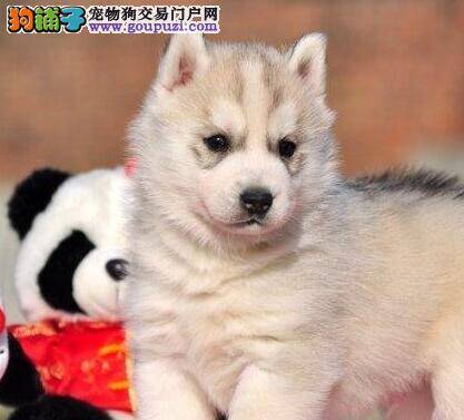 哈士奇身上有黄色的皮屑是什么皮肤病