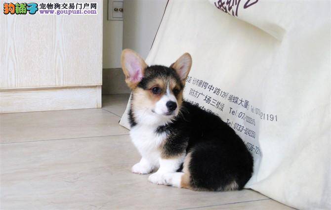 柯基犬左眼皮肤发红，脱毛没事吧