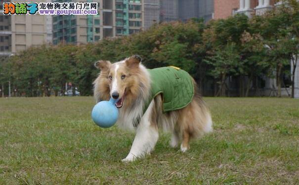给喜乐蒂牧羊犬穿衣服好不好 穿衣服的好处与坏处