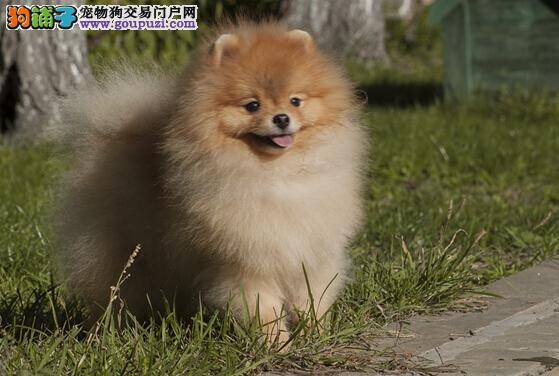 统计疫苗种类和作用 如何给博美犬正确的接种疫苗