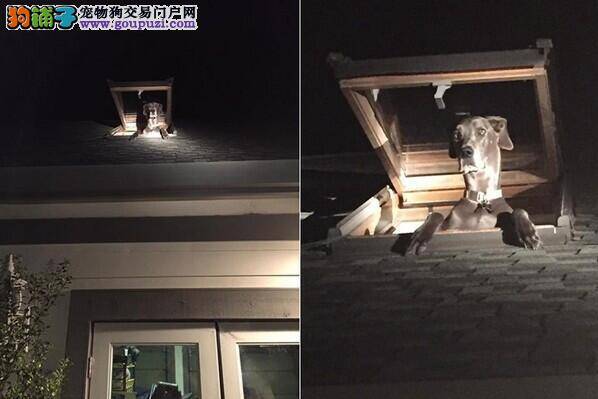 大丹犬对着顶楼狂吠 报警后发现是自己的狗