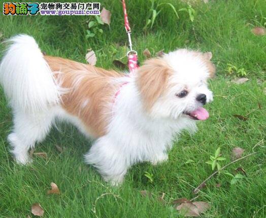 7种常见虫咬问题 京巴狗请注意