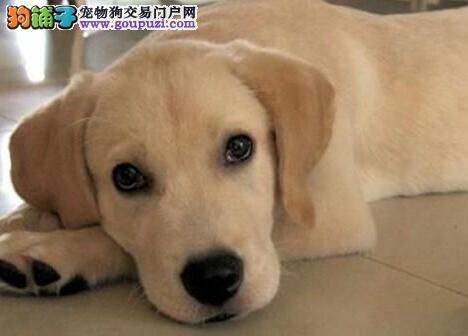 生活一本通了解拉布拉多犬洗澡的两大步