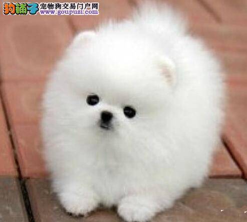 保护博美犬牙齿健康的守护神——洁牙玩具