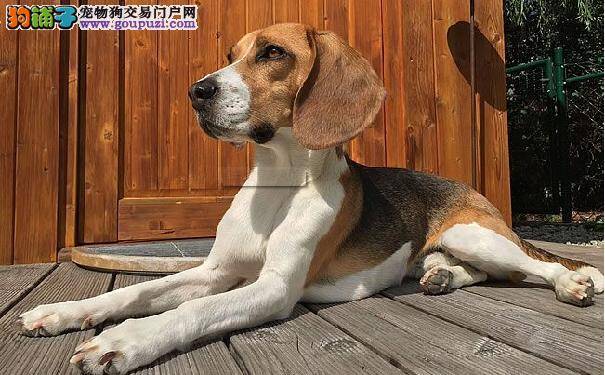 比格犬智商排名 比格犬多少钱一只