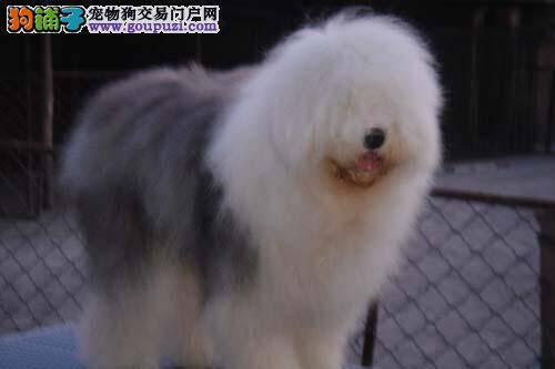 古代牧羊犬肚子为什么会一抽一抽的