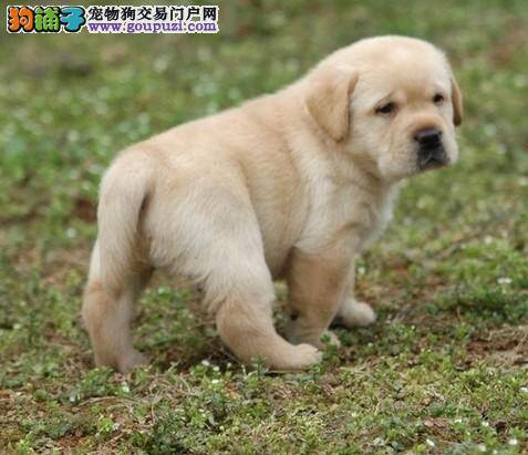 怎样从各方面区分金毛犬与拉布拉多犬的不同