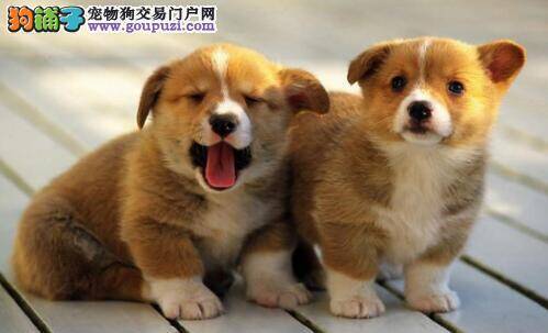 柯基犬前躯与后躯的特点分别是怎样的