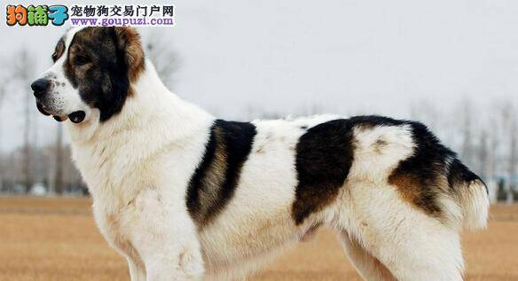 训练有方法 中亚牧羊犬不听话应如何教育