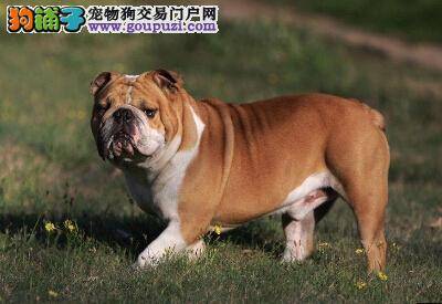 郊外自驾携狗一日游 带斗牛犬外出游玩的前提条件