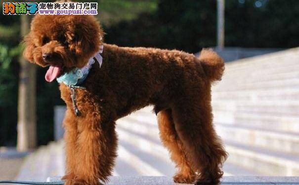 贵宾犬尿血怎么办 巨型贵宾尿路感染的治疗方法