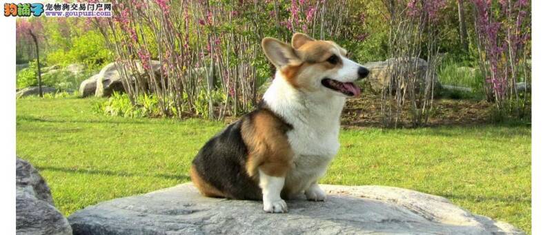 短毛柯基犬赛前美容方法