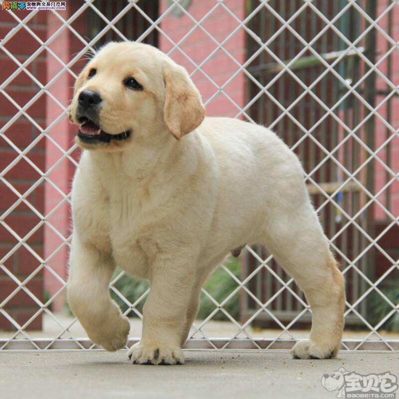 关于拉布拉多犬注射疫苗的误区有哪些