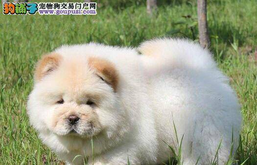 刚出生几天的松狮犬适合断尾