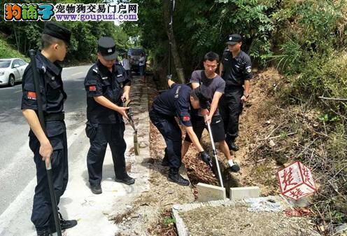 流浪藏獒连伤两人 特警及时将其击毙