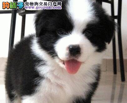 关于边境牧羊犬的相关常识，方便你的选购