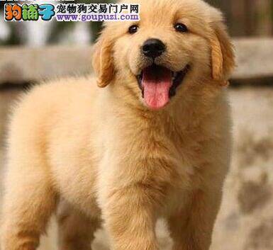 怎样选金毛犬才能保证它们的质量