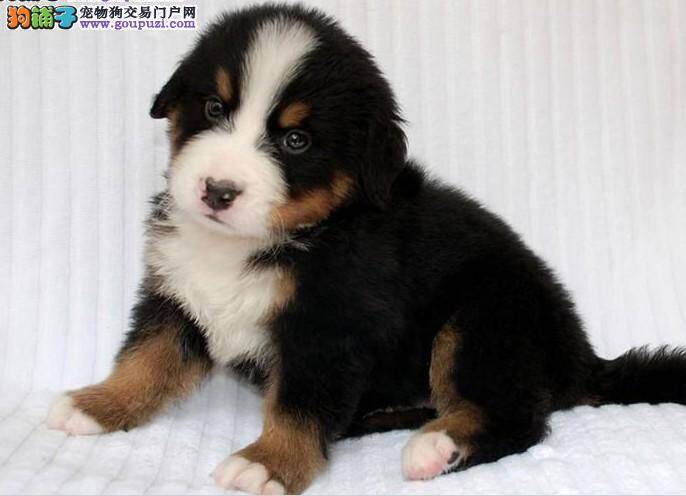 怎样让伯恩山犬在夏季不再大汗淋漓