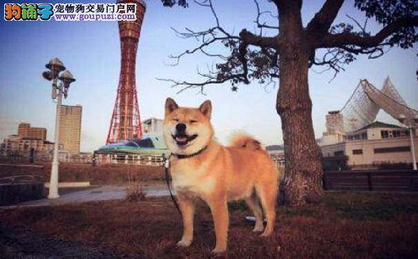 训练柴犬的方法 训练日本柴犬