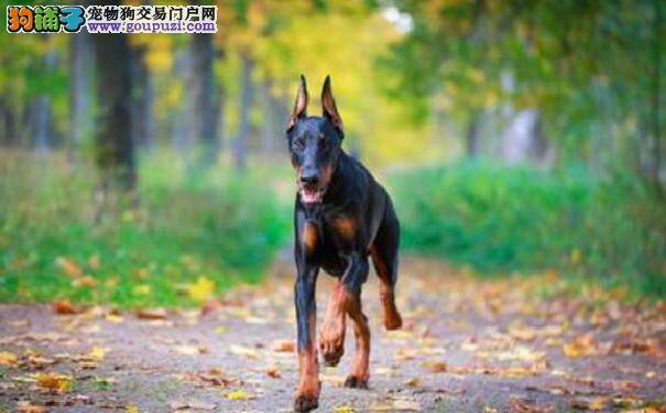 杜宾犬发烧怎么办 首先了解杜宾犬发烧的症状