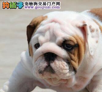 如何科学饲养50天的斗牛犬