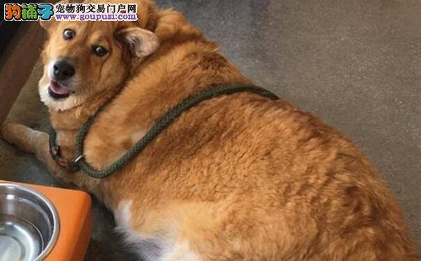 金毛犬因超重或患心脏衰竭 减重26斤后重焕活力