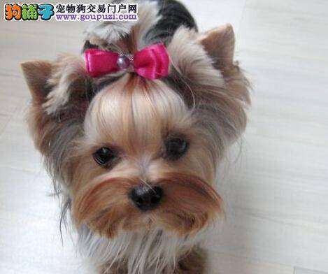 宠物育儿经 如何照顾断奶后的约克夏