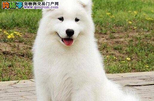 萨摩耶最近拉黑色的便便没事吧