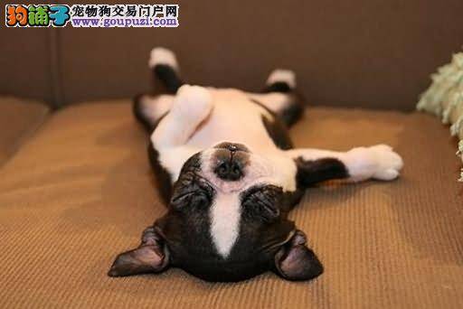 让斗牛犬狗狗睡好觉，睡眠品质健康加分