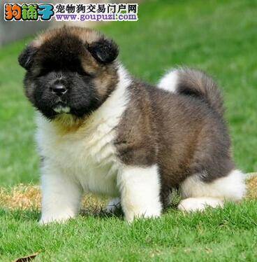 训练秋田犬要注意从哪些方面入手最好
