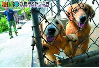 犬场要搬家，多余的众多狗狗们面临着流离失所