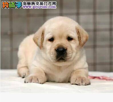怎样判断拉布拉多犬的质量好不好