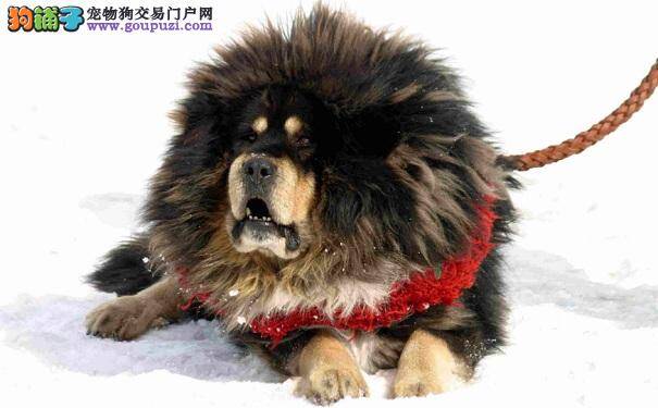 如何训练西藏獒犬 训练藏獒的注意事项