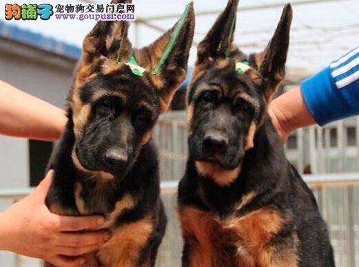 如何缓解德国牧羊犬脱毛的速度