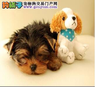 约克夏最近几天严重的掉毛是什么情况